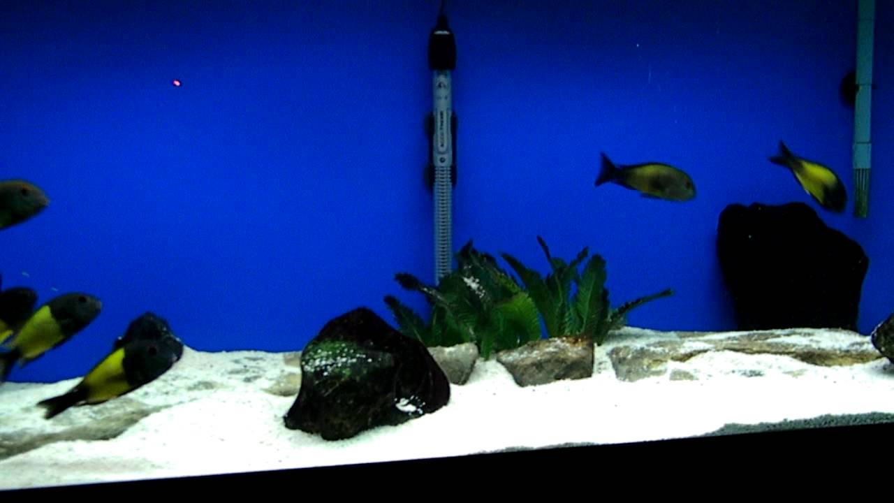 official secrets Tropheus Sp. Ikola