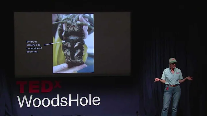 Diane Cowan - TEDxWoodsHole - Sustaining a Fishery and a Way of Life.
