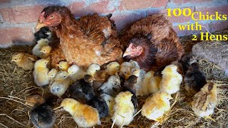 100 Chicks With 2 Identical HENS - 2 Hens Hatched Too many Eggs to chicks