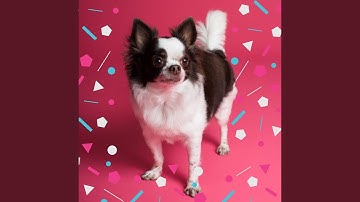 Pulsating Soothing Your Dog