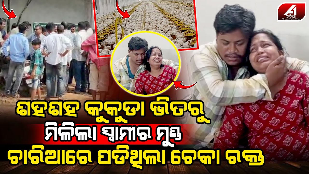 କୁକୁଡ଼ା ପଲ ଭିତରେ ସ୍ୱାମୀକୁ ଦେଖି ଭୋ ଭୋ ହେଇ କାନ୍ଦୁଥିଲା ସ୍ତ୍ରୀ l BHADRAK POLUTARY FIRM l @A1odia