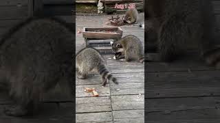 First Time Hand Feeding This Raccoon Cub, Peanut Butter Club,By R Conyard