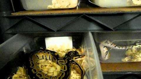 2011 Ball Python Collection