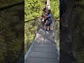 Lynn Canyon vlog 🇨🇦 #vancouver #canada #vancouvercanada #lynncanyon #hiking #hikingadventures