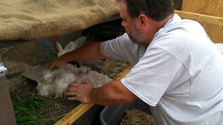 11 Baby Bunnies!!!  Cleaning up after the birth.