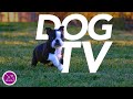 No ads dog tv  relaxing virtual dog walk  entertainment for dogs