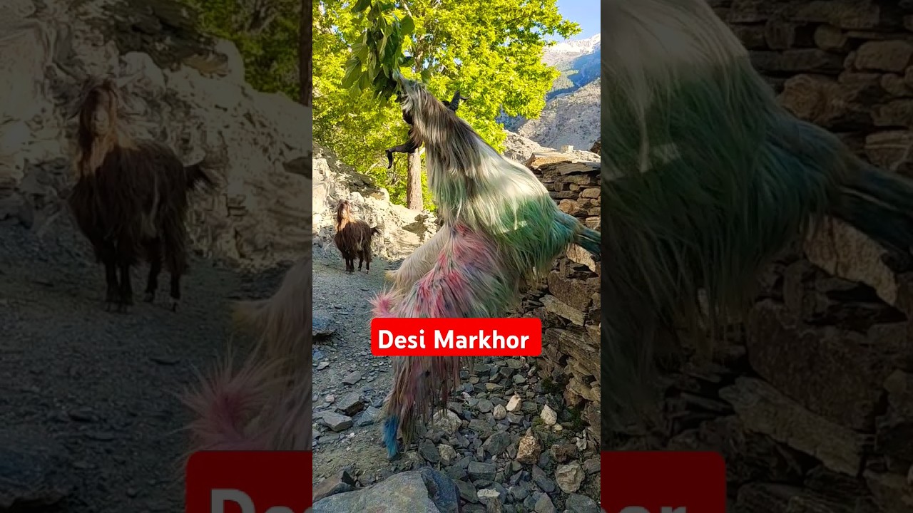 Desi Markhor || GB Markhor and rare Markhor