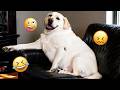I dare you not to LAUGH at these FUNNY DOGS 😁🦮 - Best Funny Animals Videos 2026 #301