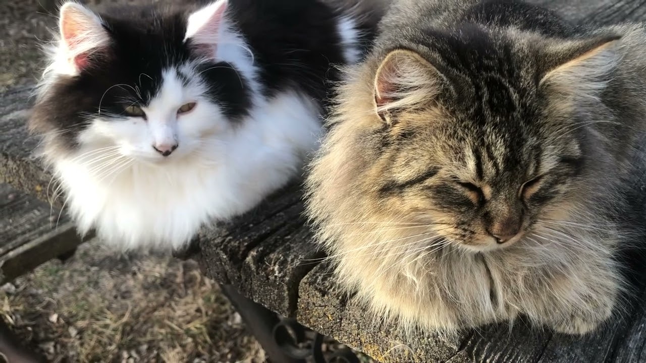 Two FLUFFY Cats Sleeping, A Calming Cat Video
