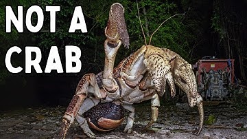 Why Evolution Keeps Making The Same Animals