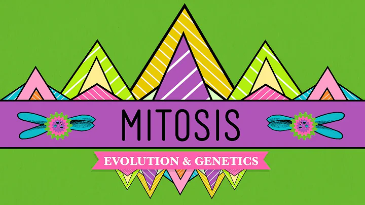 Mitosis: Splitting Up is Complicated - Crash Course Biology #12