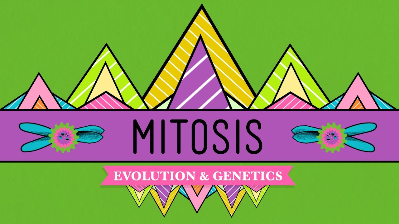 What is a simple explanation of meiosis for dummies?