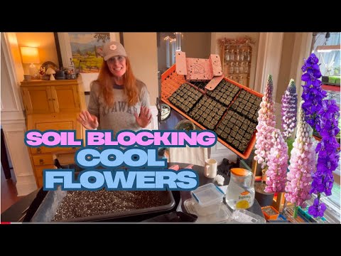 Soil blocking hardy annuals with a swift blocker