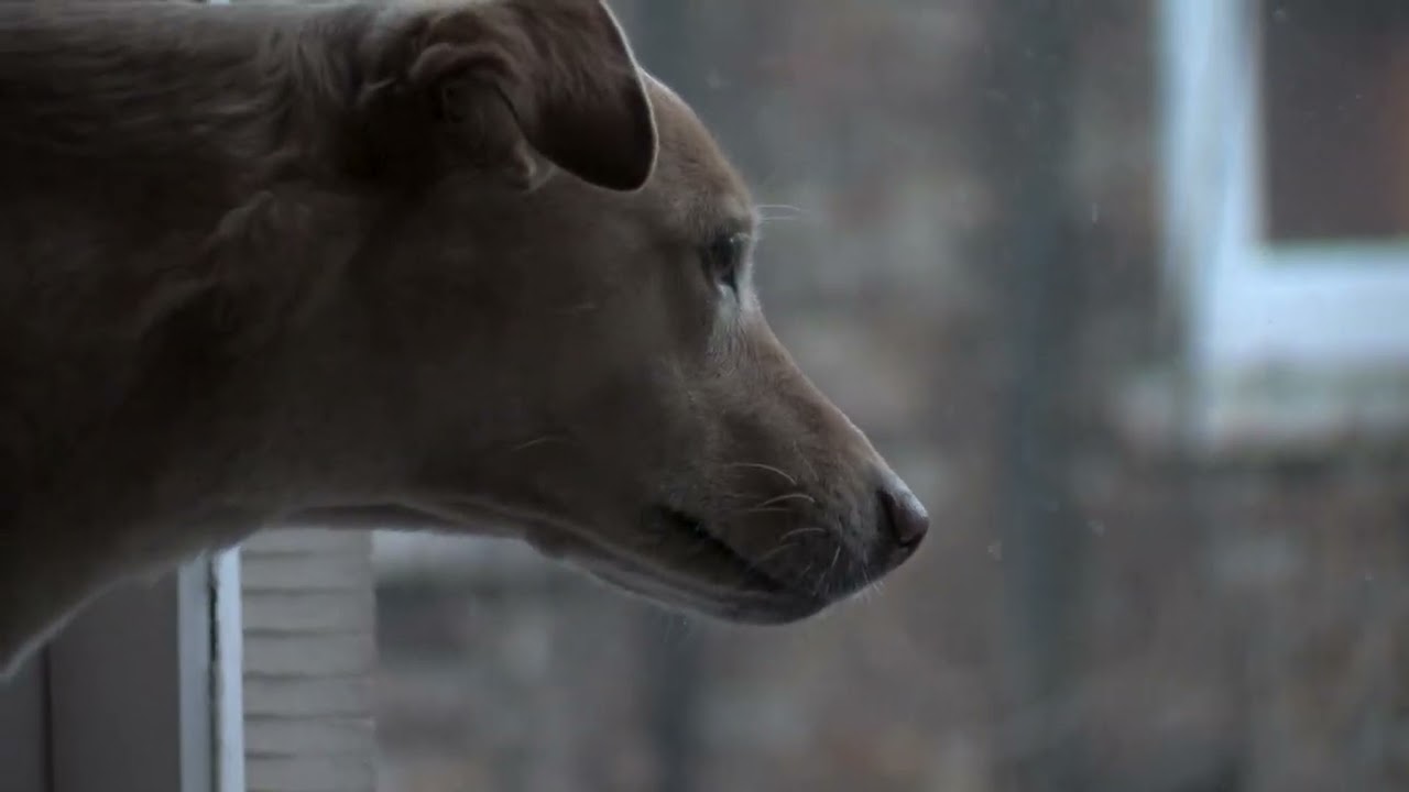 XLH1 Tapeless Transfer / Blackmagic Video Assist HD 5"