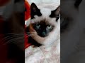 #viralvideo #cosplay #foryou #trend #trend #dance #kpop #music #cat #pet#sialkot