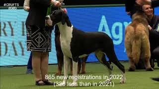 2022's New Registration Numbers - Working Group by Dogs Dogs and More Dogs 193 views 5 months ago 3 minutes, 30 seconds