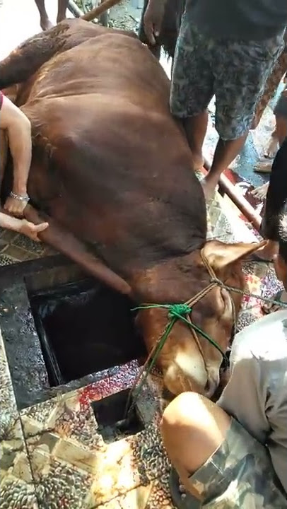 Subhanallah.. Lihat Sapi Pejamkan Mata, seolah ngerti mau disembelih