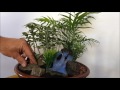 Miniature Garden  / Mini jardim