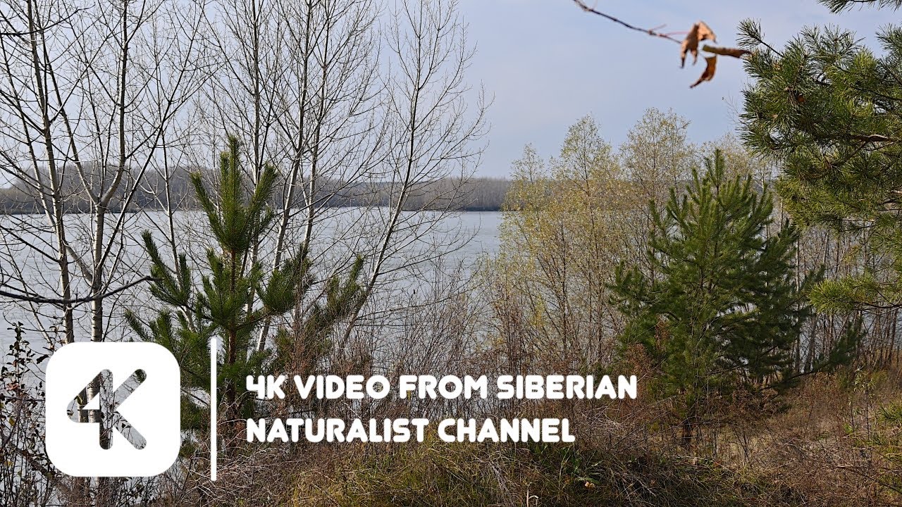 Siberian naturalist | Autumn Day by the River