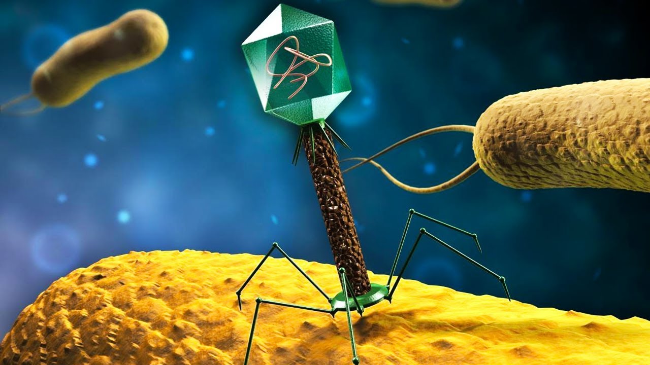 ¿Cómo entra un virus en una célula?