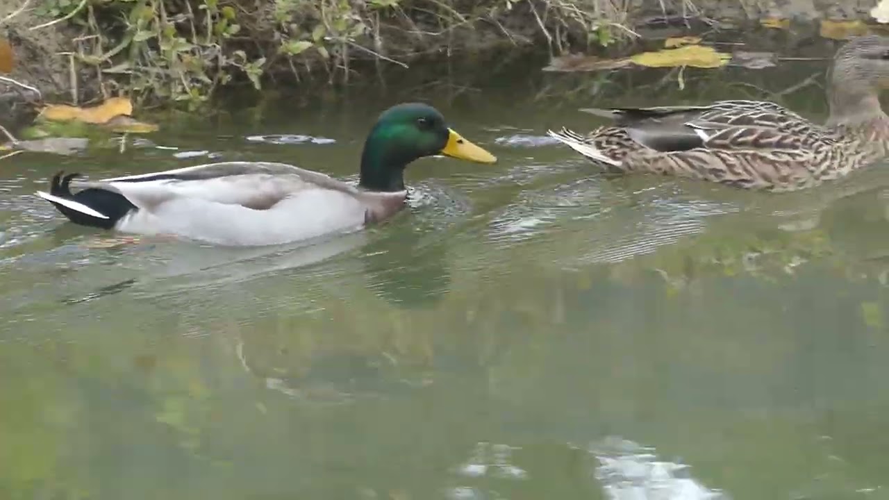 this week at cooper creek episode 132 (HD)