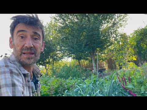 Les Brèdes Mafanes Des Paresthésies De Choc 