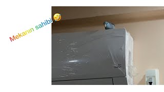 Manzara En Güzel Oradan Izlenirmiş Comedy Parrot On Air Conditioning.