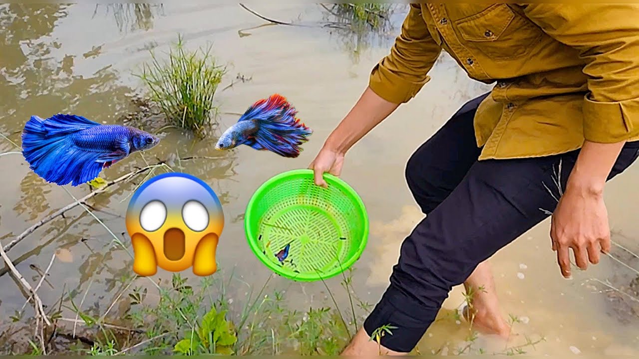 Catch many betta fish in the pond😍😱.#Betta_Fish #Fishing 