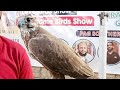 Umer Calling his Laggar Falcon in the Public - Pet Show in Karachi University