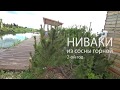 СТРИЖКА НИВАКИ (сосна горная)