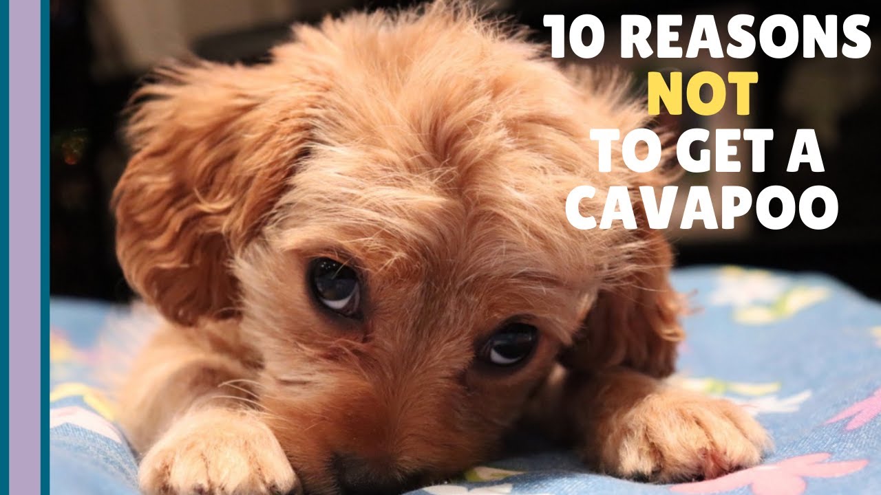 10 Reasons Not To Get A Cavapoo Puppy 🐶