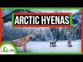 Hyenas Once Lived in the Frigid Arctic