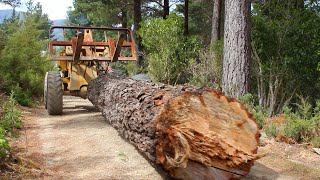 Felling / Cutting up a huge leaning Pine Tree and dragging the log to the sawmill