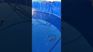 bhilai biofloc 30000 litre 6 diameter tank setup