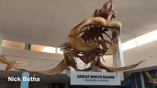 Great White Shark Skeleton