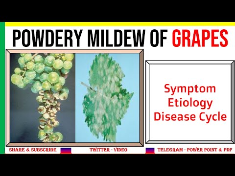 Video: Powdery Mildew Of Grapes