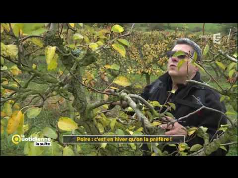 Vidéo: Qu'est-ce qu'un poirier européen : faire pousser une poire européenne dans le paysage