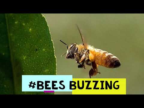 Bees Buzzing sounds| sound Effect|2020
