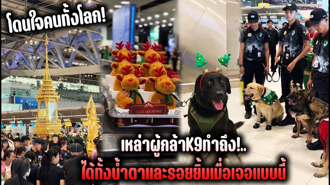 โดนใจคนทั้งโลก! เหล่าผู้กล้าK9ทำถึง!..ได้ทั้งน้ำตาและรอยยิ้มเมื่อเจอแบบนี้