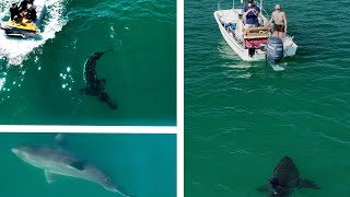 Great White Sharks Incredible Healing Abilities: Boat Strike Footage