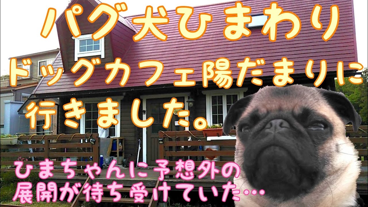 Vlog パグ犬ひまわりドッグカフェ陽だまりに行く I Went To The Pug Dog Himawari Dog Cafe Hidamari Youtube