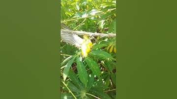 mikat sogon di kebun singkong poin 1 ekor trotol