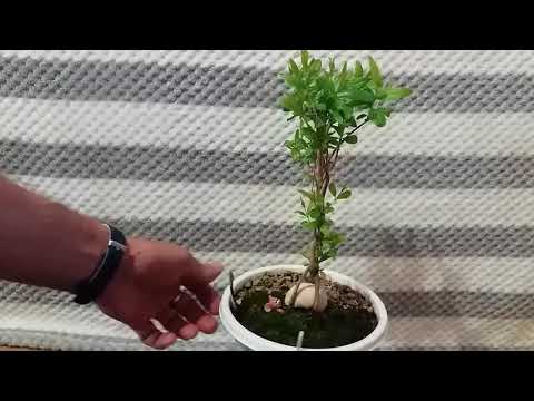 Video: Kuidas Moodustada Bonsai