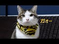 2022年もいっぱい遊んで昼寝するだろう猫たち