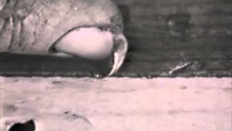 DENNIS OPPENHEIM ACTION