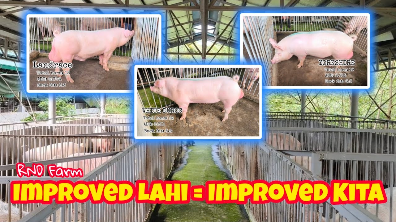 Pataasin ang Kita sa Pag upgrade ng Lahi ng mga Alagang Baboy