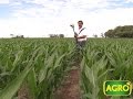 Ensayos en maíz: Todo dado para apostar acortar la brecha de rindes (#708 2017-02-25)