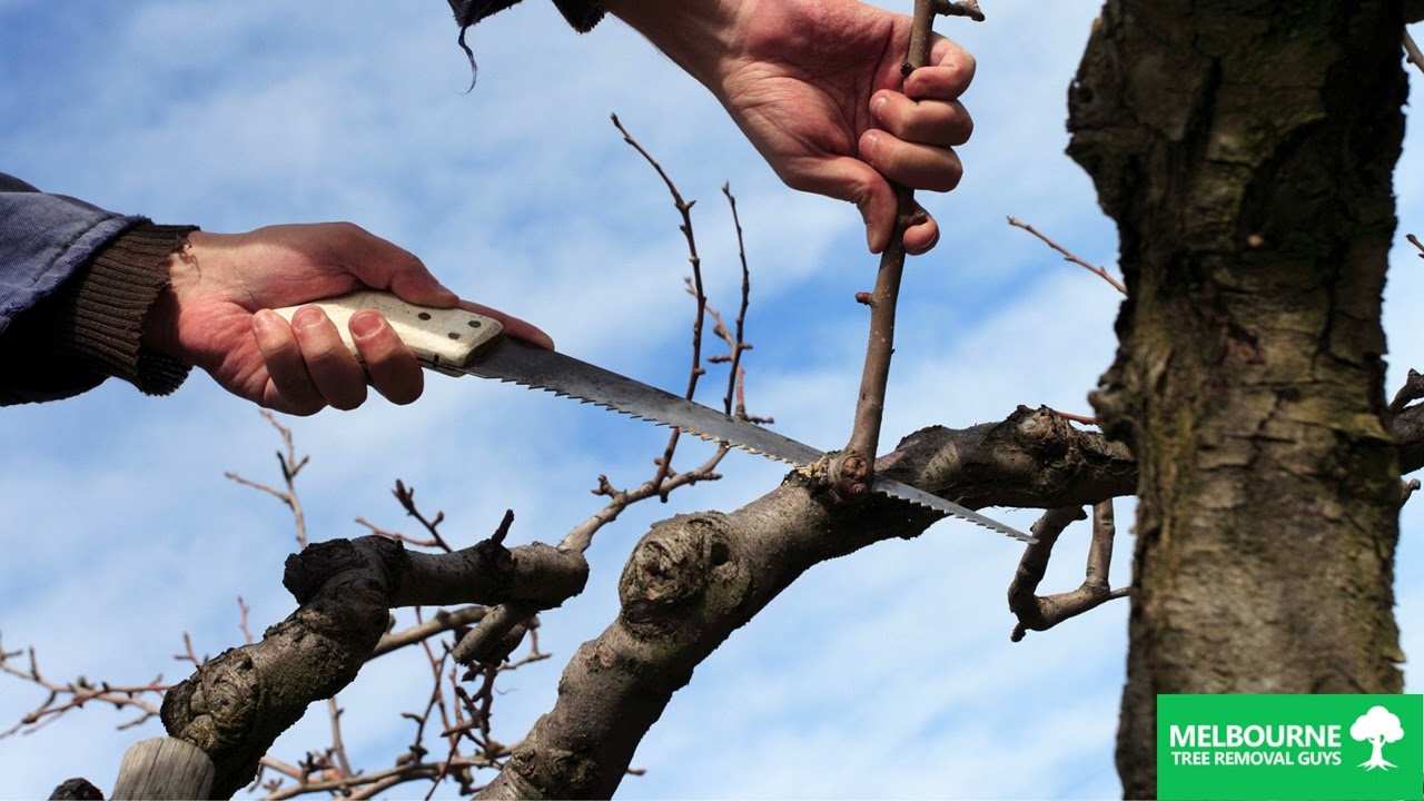 Best Tree Pruning Company in Narre Warren