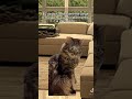 me atormentou o dia todo 😒||#naoflopa #gatos #capcut #shorts #memes #viralshorts #vaipraforyou