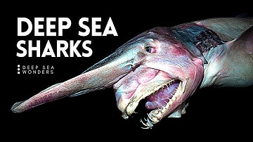 Why Sharks get Creepier the Deeper you Go